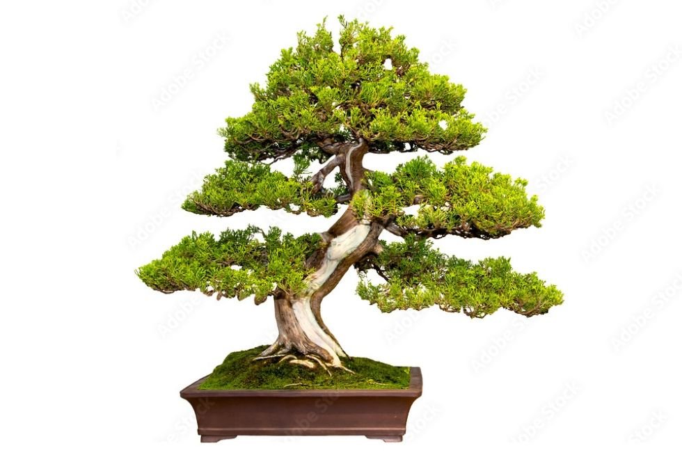 Paisagismo E Bonsai: A Arte Da Natureza Miniaturizada E As Dicas De Ricardo Romera Lopes 2 Bonsai - Crédito Da Foto Freepik