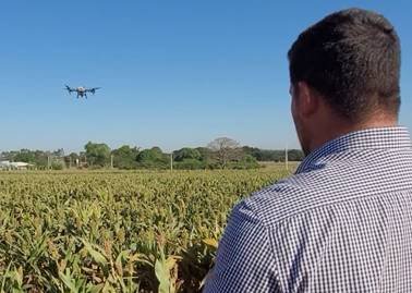 “SBT Agro” revela segredos da produção de goiabas e mostra uso de drones no campo 15 SBT Agro